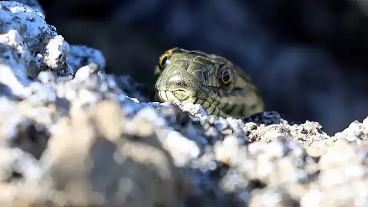 Dünyada Sadece Ağrı'da Yaşayan Türler İlk Kez Net Görüntülendi