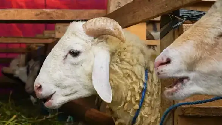 En iyi kurbanlık hayvan nasıl anlaşılır, dini açıdan kurbanlık hayvan şartları nelerdir? Kurban nasıl seçilir?