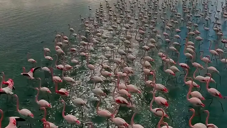 Erçek Gölü'nde flamingolar, baharla gökyüzünü pembe renge boyuyor