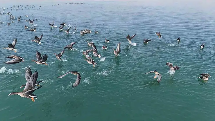 Erçek Gölü'nde küçük sakarcalar konakladı, göç yolculuğuna renk kattı
