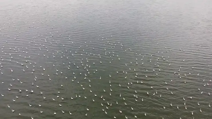 Erçek Gölü'nün Narin Misafirleri Flamingolar Dönüş Yaptı