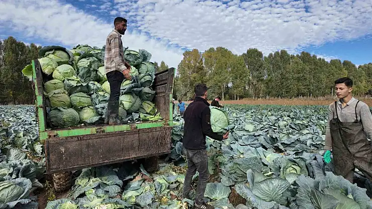 Erciş'in coğrafi tescilli lahanası hasada başladı, çiftçilerin kazanç kaynağı oldu