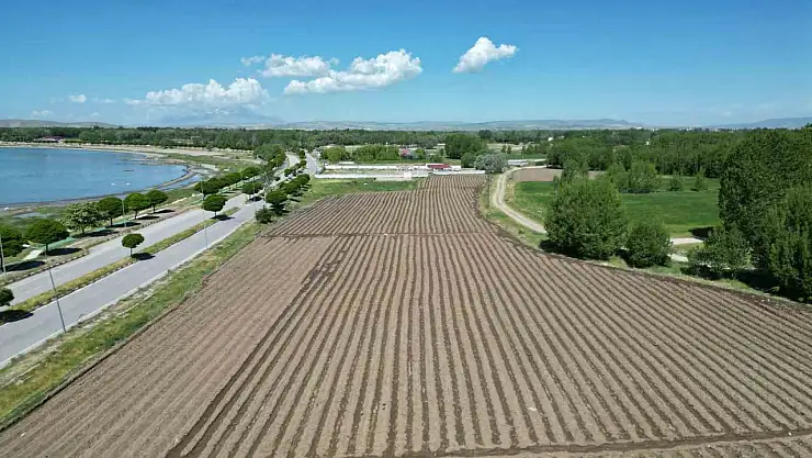 Erciş Lahanası Fidesinin Dikimi Resmen Başladı! Coğrafi İşaretle Koruma Altında