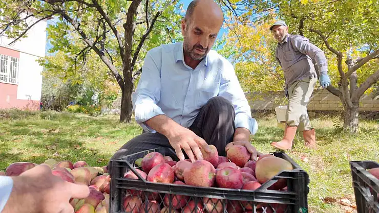 Erciş'te elma sezonu başladı: Kışlık elmalar gönülleri fethediyor!