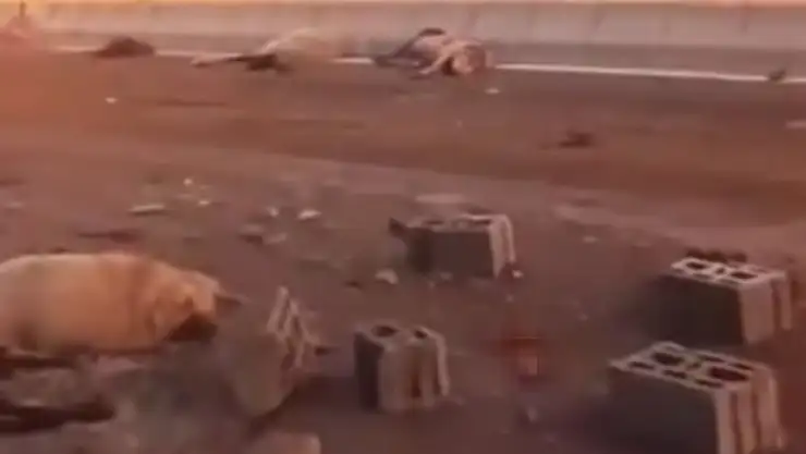 Erciş'te kamyonet, yola çıkan 37 koyuna çarptı hepsi telef oldu! Soruşturma başlatıldı