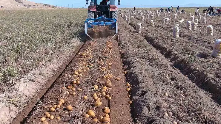 Erciş'te Kışlık Patates Hasadı Başladı, Çiftçiler Hızla Topluyor