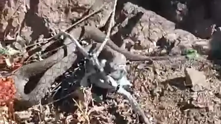 Erek Dağı'nda Zehirli Radde Engereği Görüntülendi