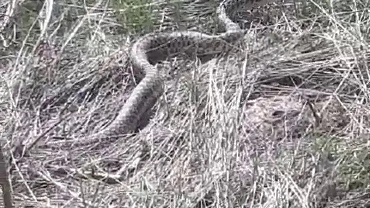 Erzurum'da 3 Metrelik Yılan Görüntülendi, Şaşkınlık Yarattı!
