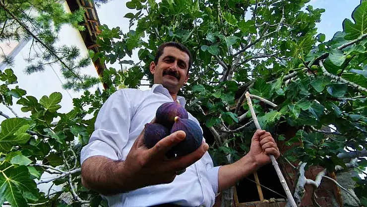 Erzurum'da Bursa karası inciri, sert iklimde büyük meyve vererek ilgi odağı oldu!