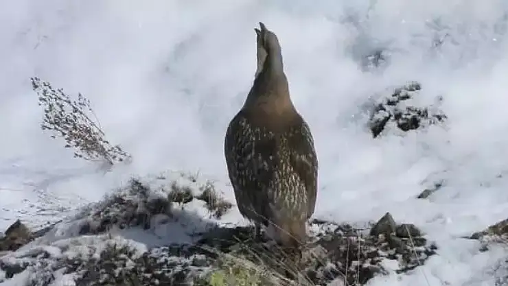 Erzurum'da Görülen O Hayvan: Fotoğrafını Çekmek Neredeyse İmkansız!
