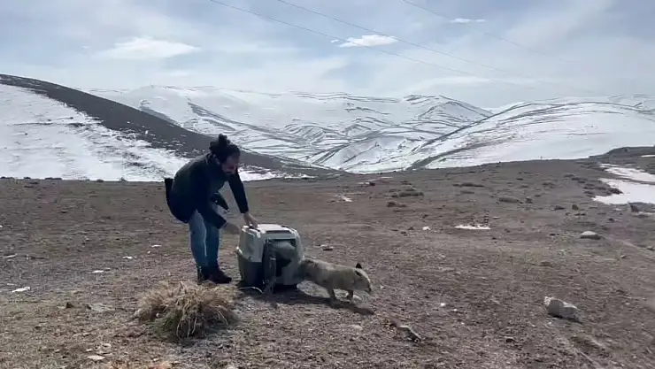Erzurum'da hayata tutunan tilki yeniden doğaya döndü