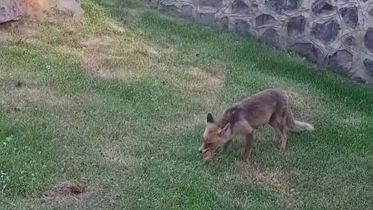 Erzurum'da Kadınlardan Yaban Tilkiye Sıra Dışı İkram: Kadayıf Dolması!