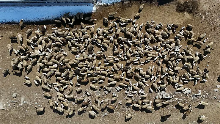 Erzurum'da kuzular 2 ay sonra annelerine kavuştu