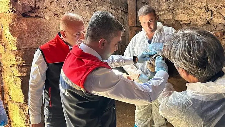 Erzurum'da şap virüsü için aşılama seferberliği başlatıldı!