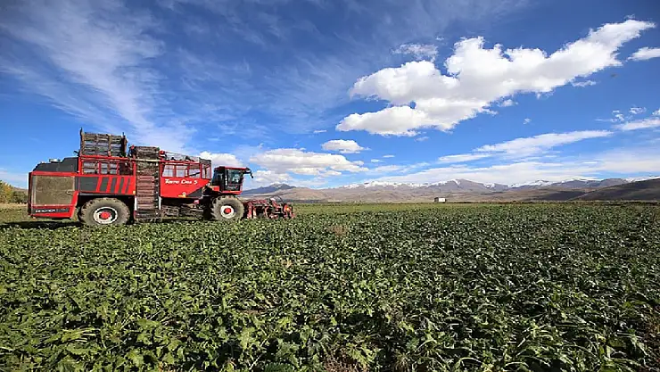 Erzurum'da şeker pancarında ekim alanı arttı, çiftçi bereketle gülüyor!