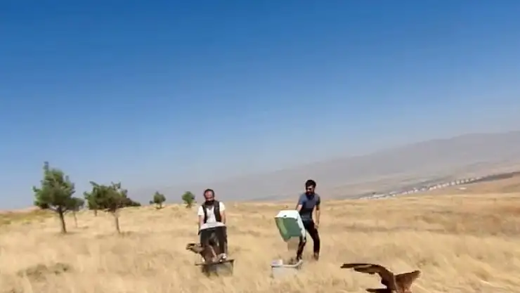 Erzurum'da Tedavi Edilen İki Kızıl Şahin Doğaya Kavuştu