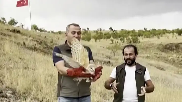Erzurum'da tedavi edilen peçeli baykuş doğaya geri salındı