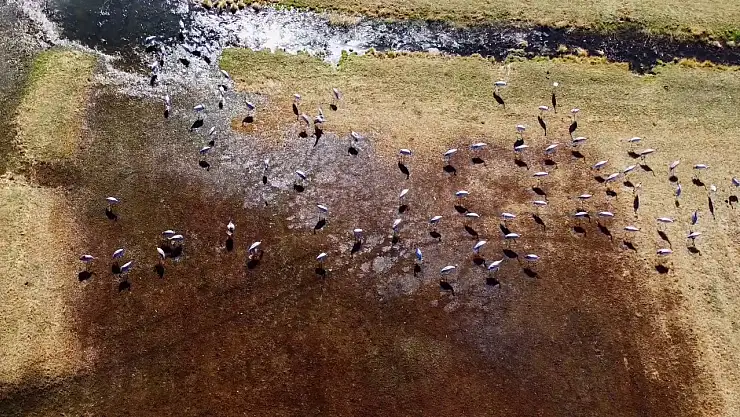 Erzurum'da Turnalar Mola Verdi Doğa Turizmi İçin Önemli Nokta