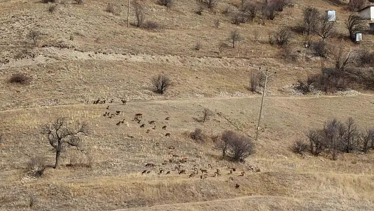 Erzurum'da Yaban Keçisi Popülasyonu İçin Envanter Çalışmaları Başladı