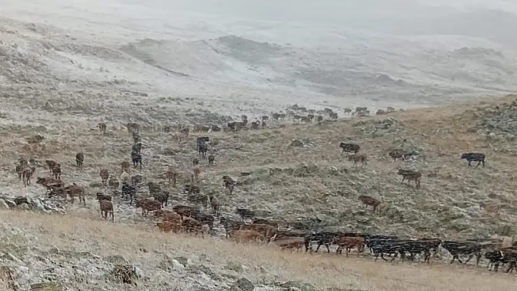 Erzurum'un Oltu ilçesinde çobanlar kar arasında zorlu günler geçiriyor