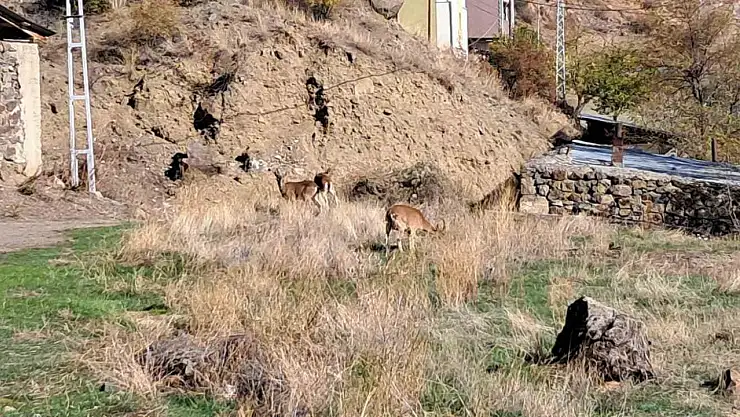 Erzurum'un Ormanağzı köyünde yaban keçileri özgürce dolaşıyor