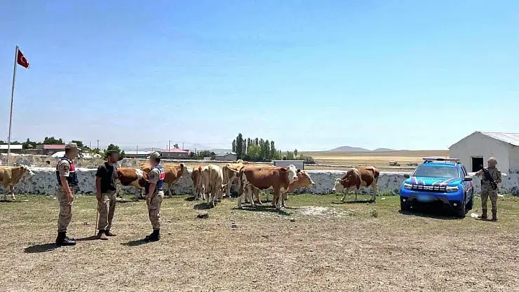 Eşmeyazı'da kaybolan 10 büyükbaş hayvan, jandarmanın yoğun çalışmasıyla bulundu