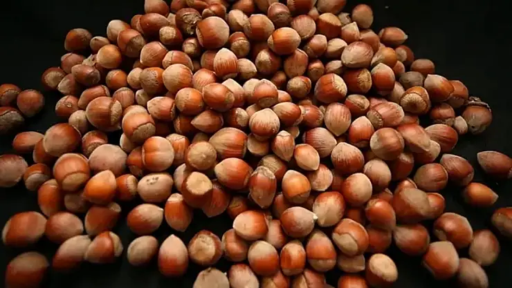 Fındık fiyatları yükseliyor: Yeni sezon öncesi üreticiler merakla bekliyor!