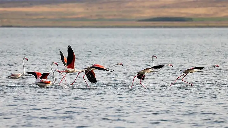 Flamingolar Van Gölü'nde Görsel Bir Şenlik Sunuyor
