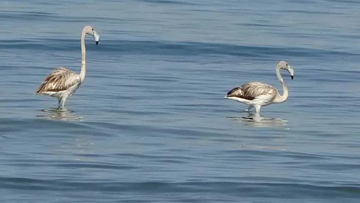 Flamingolar Van Gölü'nde ilk kez İskele Mahallesi sahilinde konakladı