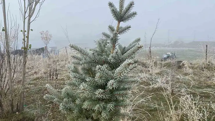 Gece ayazı Patnos'u beyaza boyadı