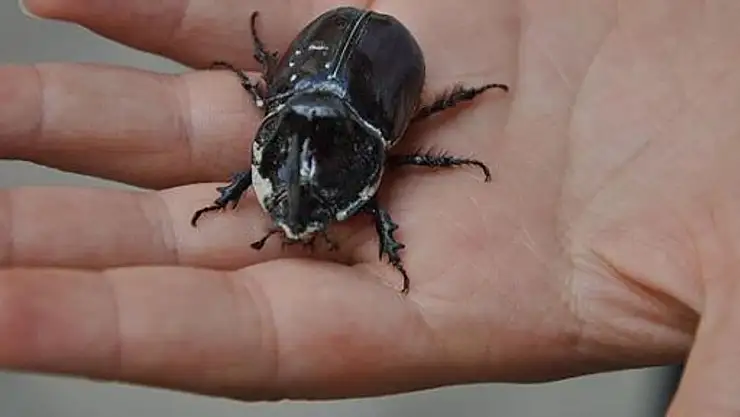 Gergedan Böceği Fiyatı 2025