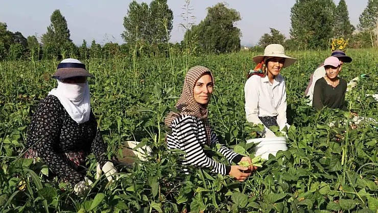 Gevaş Fasulyesi'nin Değeri Girişimci Kadınlarla Büyüyor