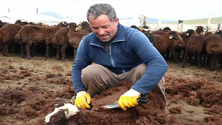 Göçerler el ele verdi, 4 bin kuzu bir haftada kırkıldı!
