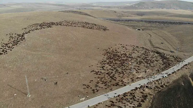 Göçerler, zorlu kış yolculuğunda hayvanları için tehlikelerle mücadele ediyor