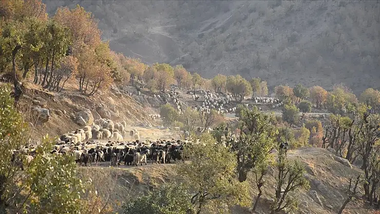 Göçerler zorlu yolculukla kışlaklarına ulaştı, hayvanları için çadırlar kurdular