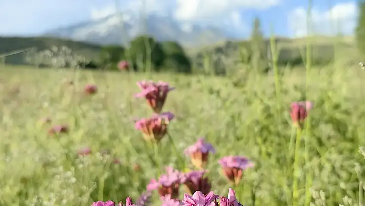 Gölyüzü Köyü, Ağrı Dağı manzarasında çiçeklerle güne başlıyor