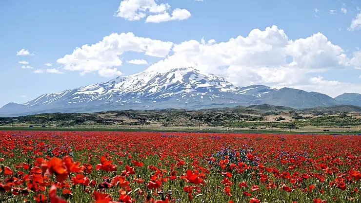 Gülistan Ovası gelinciklerle renklendi, Süphan Dağı manzarası büyüledi