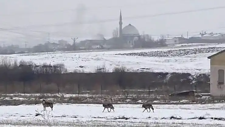 Gündüz vakti Kars'ta evlere inen kurt sürüsü, öğrencileri tedirgin etti!