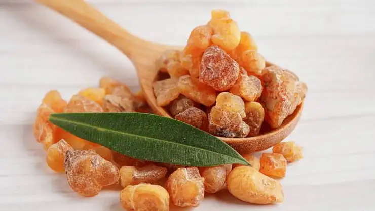 Günlük Sakızı Nedir?