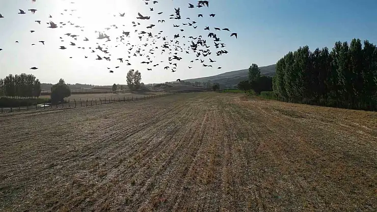 Güroymak İron Sazlığı, göçmen kuşların dönüş yolculuğunda ekolojik bir cennet!