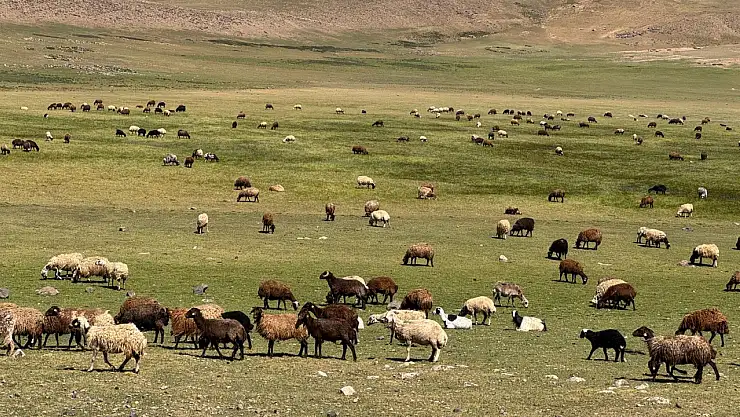 Hayvanlar serin yaylaya çıktı: Derecek'te doğal yaşam gözler önünde