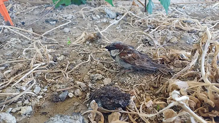 Hınıs'ta itfaiye serçeyi demir direkten kurtardı, müftülük ekipleri teşekkür etti!