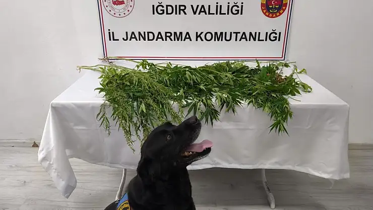 Iğdır'da Jandarma Ekiplerinden Uyuşturucuya Geçit Yok: Bir Kişi Tutuklandı