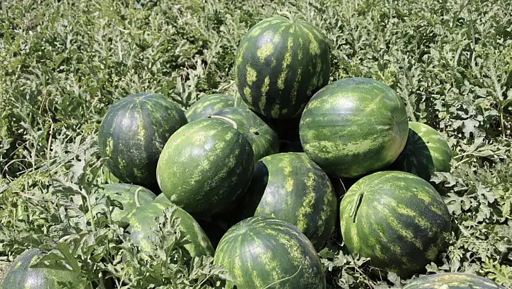 Iğdır'da Karpuz Hasadı Başladı, Protokol Üyeleri Toplamaya Katıldı