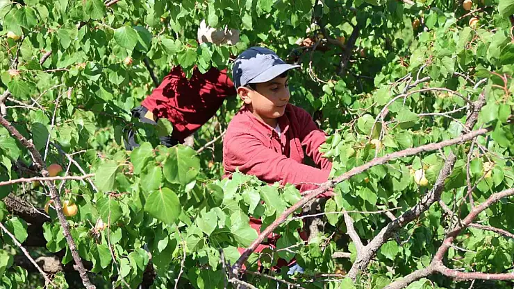 Iğdır'da Kayısı Hasadı Sonuçlandı 40 Bin Ton Ürün Elde Edildi