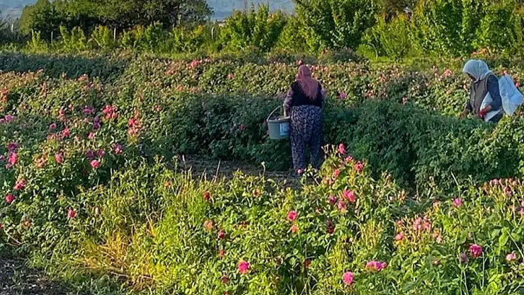 Iğdır'da Kızıl Gül Hasadı: Avos Organics ile Dünya Pazarına Açılıyor