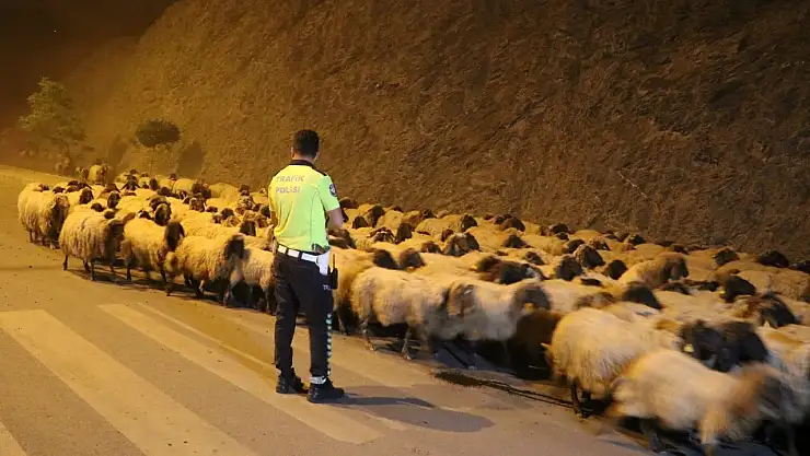 Iğdır'da otomobilin çarptığı 25 koyun öldü