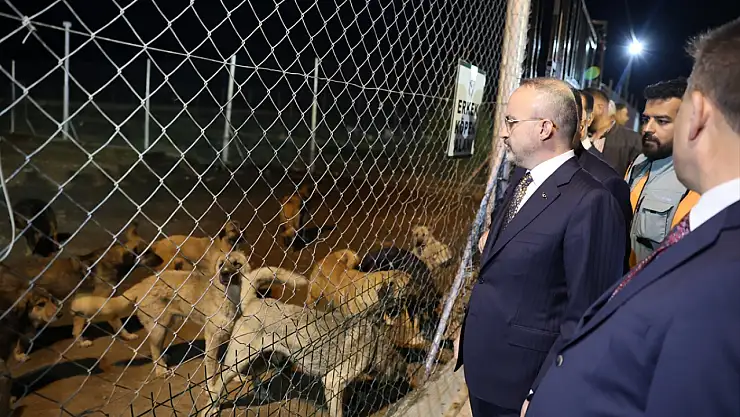 Iğdır'da sahipsiz hayvanlara yönelik altyapı tamamlandı