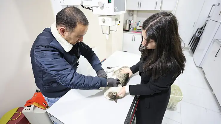 Iğdır'da sokakta bulunan felçli kedi tedavi altına alındı