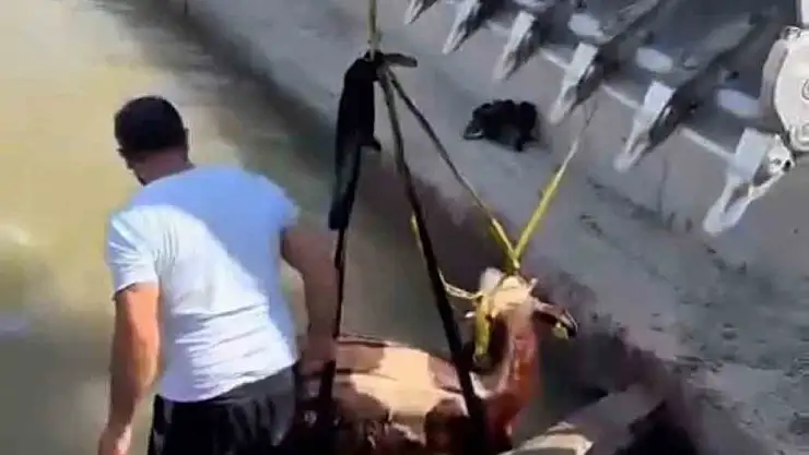 Iğdır'da Su Kanalında Sıkışan İnek, Kepçe ile Kurtarıldı